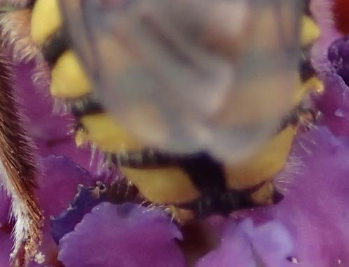 Anthidium florentinum